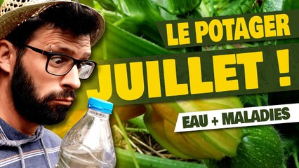 POTAGER - Quoi faire en JUILLET au Potager?