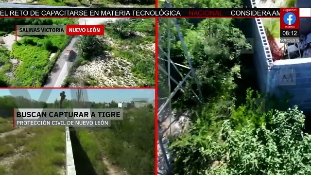 Localizan a tigre suelto en la colonia La Copina, en Salinas Victoria, Nuevo León