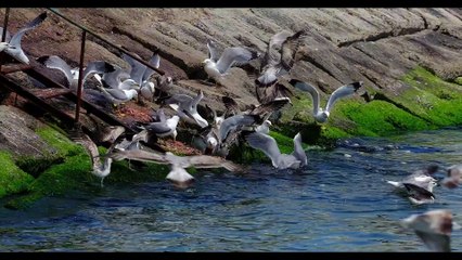 CONEXÃO ANIMAL N•34