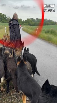 Cet homme s’arrête avec ses chiens pour laisser passer ce cycliste