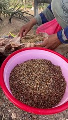 Top Rice Seeds for a Successful Farm 🌾