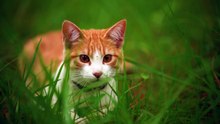 mixkit-white-cat-lying-among-the-grasses-seen-up-close-22732-hd-ready