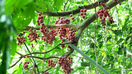 EP.473 - Colheita de frutas silvestres, coleta e processamento de brotos de bambu secos