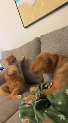 Cat and Dog Wrestle on Couch