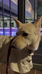 Evening Stroll: A Heartwarming Journey with Joy 🐾