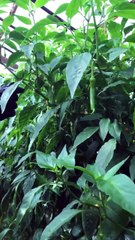 Sivri biber hasatı (Green pepper harvest)