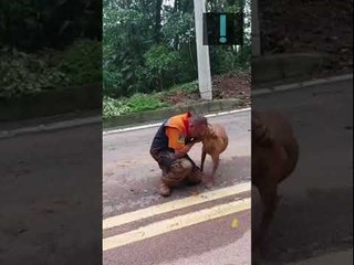 Cachorro é resgatado na região de São Sebastião, a cidade mais castigada pelas chuvas em SP #shorts