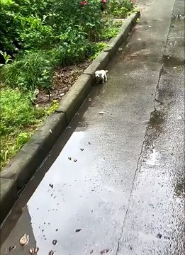 Rescue a puppy on the road #rescue #rescueanimals #animals