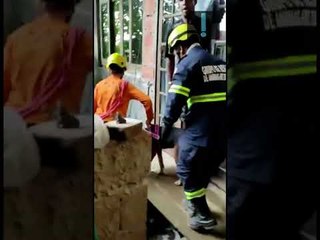 Voluntários do Grupo de Resgate de Animais em Desastres (GRAD) atuam em São Sebastião (SP) #shorts