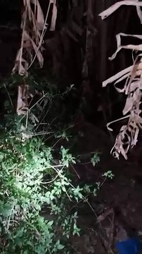 Cão do Corpo de Bombeiros fareja corpos enterrados em quintal de casa