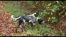 Comment les chiens de chasse sont-ils dressés  - Documentaire Complet - BT