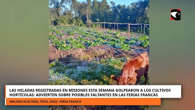 Las heladas registradas en Misiones esta semana golpearon a los cultivos hortícolas advierten sobre posibles faltantes en las Ferias Francas