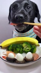 A Dog Eating Amazing Video😍