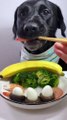 A Dog Eating Amazing Video😍