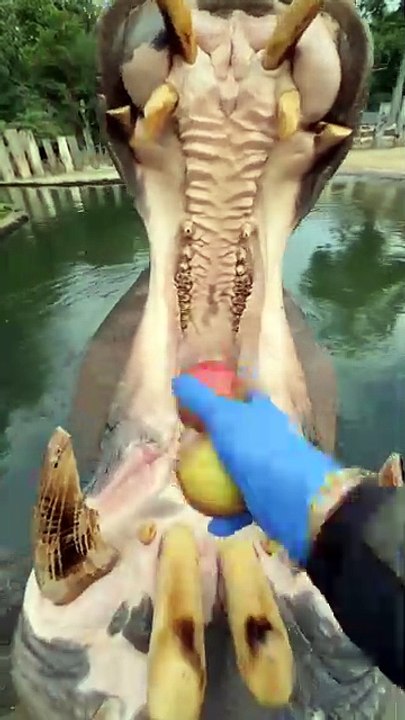 A Hippo Eating A Water Melon Amazing Video😍