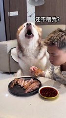 Braised goose needs to be dipped in chili  滷鵝得蘸點辣椒 #reels #alaskanmalamute#alaskanmalamutesofinstagram#doglife #我是富貴