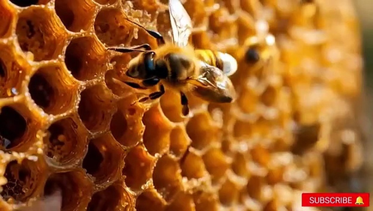Brave Rescue Team Saves A Cute Cheetah Cub Suffering From Millions Of Honey Bees And Barnacles