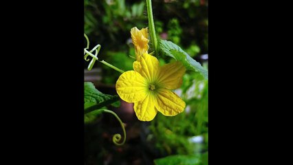 flower balines cucumbar
