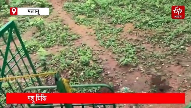 रांची से रेस्क्यू बाघ को पलामू टाइगर रिजर्व में छोड़ा, इसका नाम है बेहद खास!