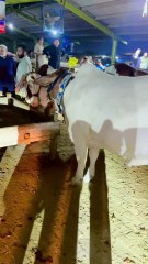 Pets Life #petslife #Viral #Funny #beauty