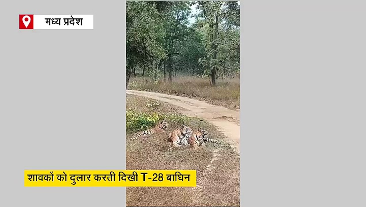 शावकों पर प्यार लुटाती दिखी मौसी बाघिन, संजय टा...