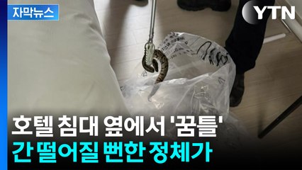 [자막뉴스] "누군가 버리고 간 듯"...호텔 방 안에서 나타난 멸종위기 뱀 / YTN