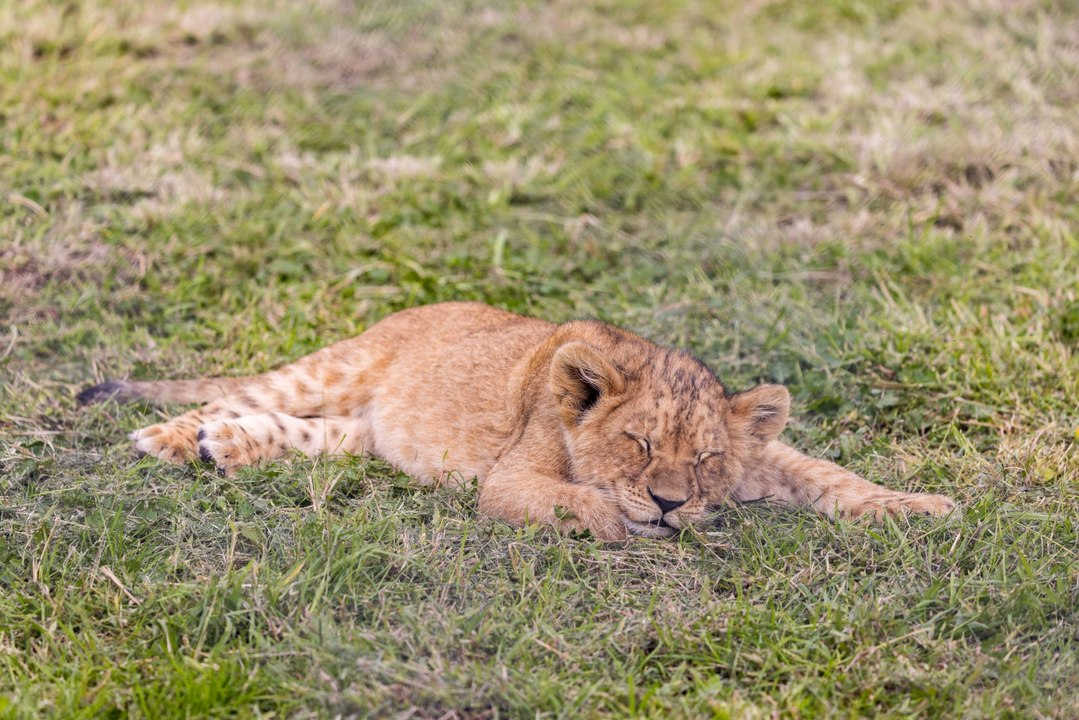 Lion cubs playing at Taronga Western Plains Zoo