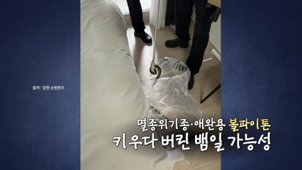 "호텔 16층에 멸종위기 뱀이?" [앵커리포트] / YTN