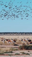 All video about birds life and hunting birds etc