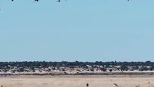 All video about birds life and hunting birds etc