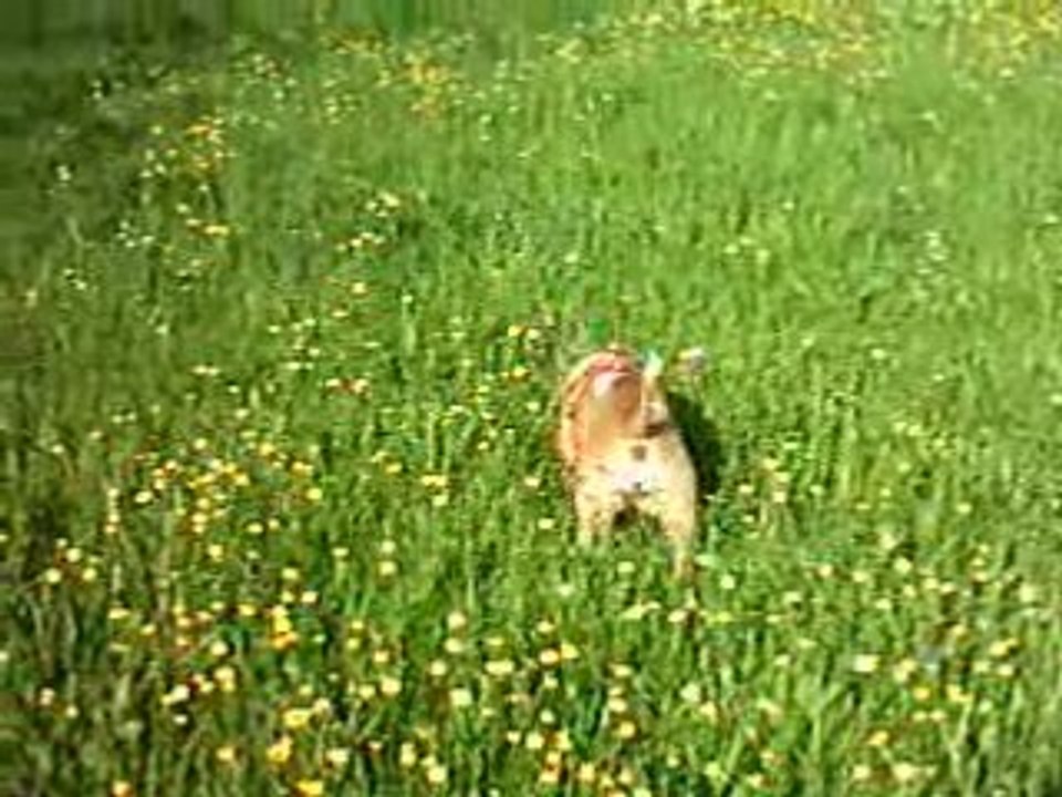 LA P'TITE BUFFY DANS LA PRAIRIE 1