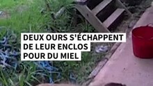 Deux ours s'échappent de leur enclos pour du miel
