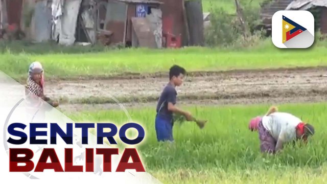 Paggamit ng double dry cropping sa produksyon ng palay, palalakasin ng National Irrigation Administration