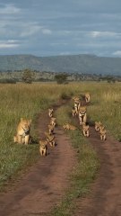 Una manada de leones cachorros sale por primera vez de la guarida y explora la sabana