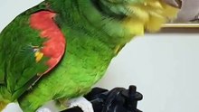 Hilarious Parrot 😂😂