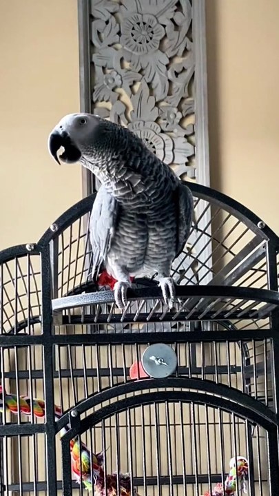 Laughing Parrot 😂