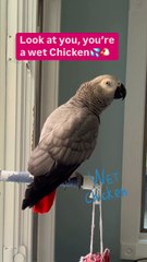 Parrot says wet chicken! 😂🦜