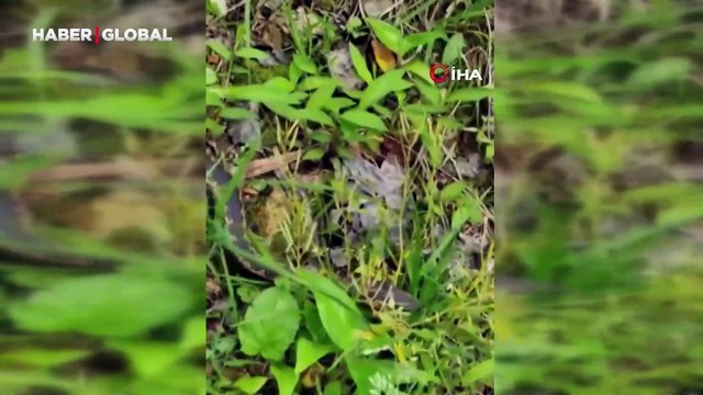 Hopa’da yılan sokmaları arttı, uzmanlar Hopa engereği konusunda uyardı