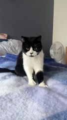 Odus demo (short video 13s)