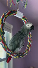 parrot goes Pew Pew!  🤣🤣