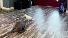 Parrot vs Dog 🤣🤣