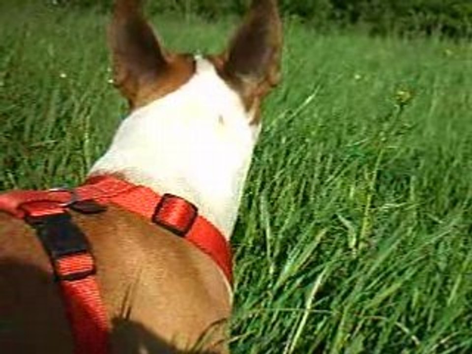 LA P'TITE BUFFY DANS LA PRAIRIE 2