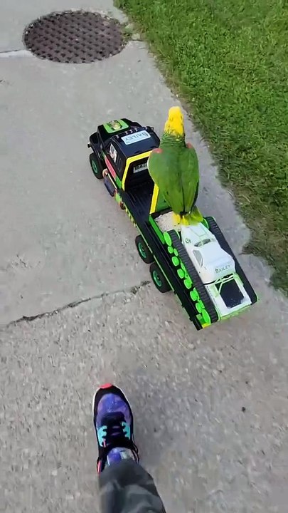 Driving parrot on the move! 🛻😂