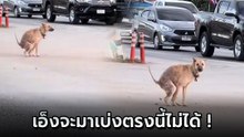 น้องหมาสุดชิล ! วิ่งมาอึกลางสี่แยก ท่ามกลางรถติด คนขับถ่ายคลิปแชร์สนั่น