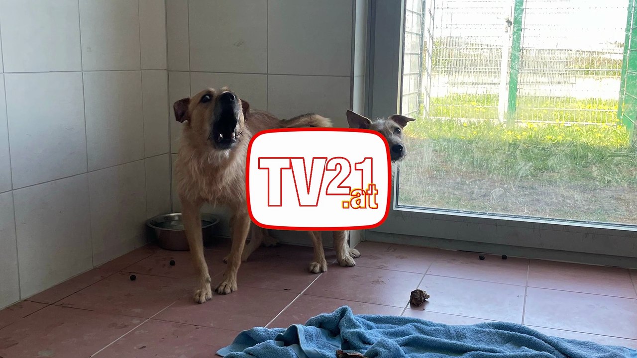 18 Hunde aus Animal-Hoarding-Fall gerettet – TierQuarTier Wien übernimmt Versorgung