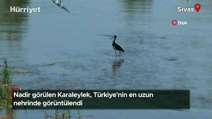 Karaleylek, Kızılırmak Nehri'nde görüntülendi