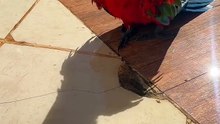 Parrot showers with the hose! 😂