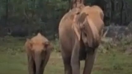 जंगली हाथियों ने मजदूर को कुचला, गांव में दहशत