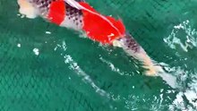 Monster koi