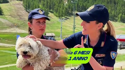 Chi abbandona un animale commette un reato. La campagna della polizia